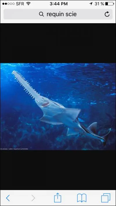 Quel est ce requin ?