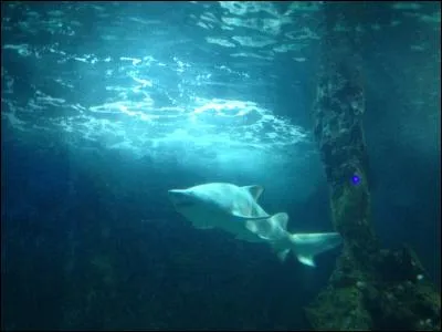Quel est ce requin ?