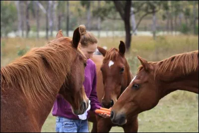 Que mange le cheval ?