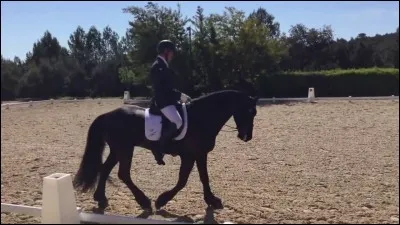 Comment s'appellait le cheval qui savait compter et lire ?