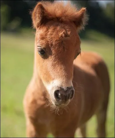 Comment s'appelle un "bébé cheval fille" ?