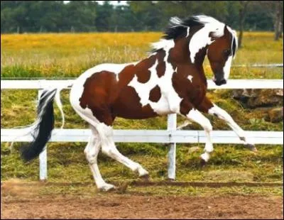 Quelle est cette robe ?