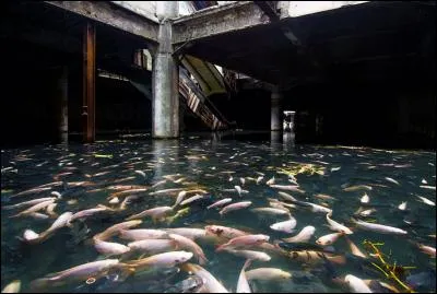 Quels poissons reconnaissez-vous ?