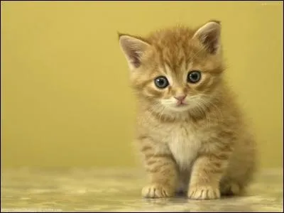 Qui est Petite Boule Dorée ( nom de chaton ) pour Étoile du Tigre ?