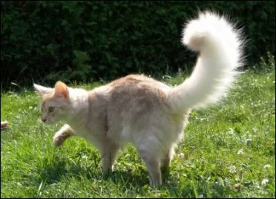 Qui est Perce-Neige pour Étoile du Tigre ?