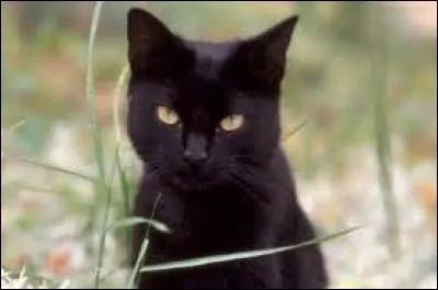 Qui est Patte de Léopard pour Étoile du Tigre ?