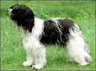 Berger à poil long, qui suis-je ?