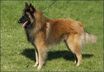 Berger à poil long mais dans un autre style, qui suis-je ?