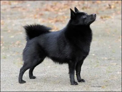 Petit et trop mimi, qui suis-je ?