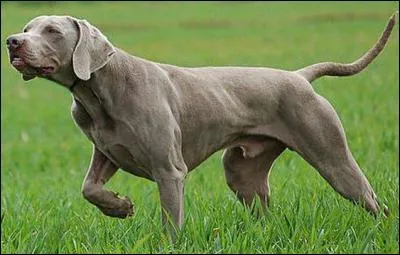 Beau chasseur aux yeux verts, qui suis-je ?