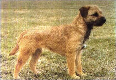 Rustique, robuste trop craquant avec ma tête de loutre, qui suis-je ?