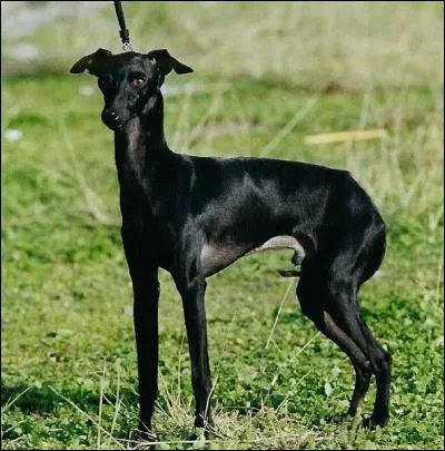Gracieux et gracile, qui suis-je ?