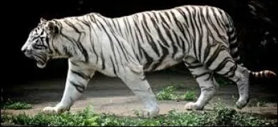 Pourquoi le tigre blanc est-il blanc ?