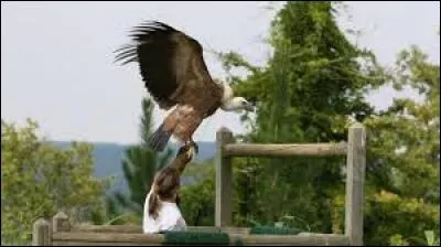 Comment s'appelle le célèbre vautour du zoo de La Flèche ?