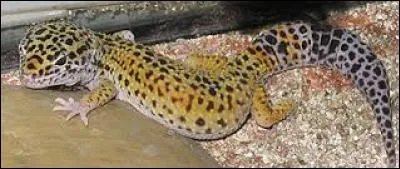 Comment s'appelle ce gecko ?