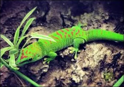 D'où vient ce lézard ?