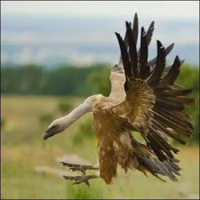 Où vivent les vautours fauves ?