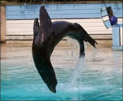 Combien y a-t-il d'otaries au zoo de La Flèche ?