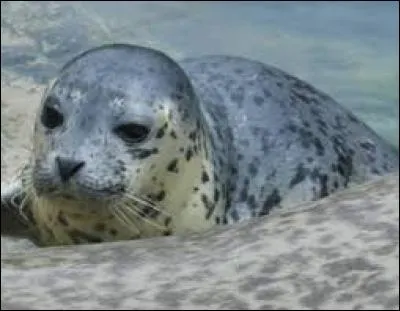 Combien y a-t-il de phoques au zoo Le Pal ?