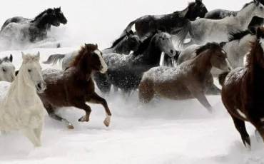Quiz Galop 1