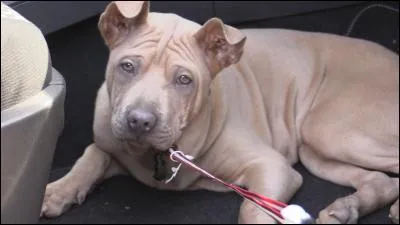 Comment s'appelle son chien ?