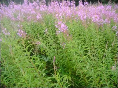 Donc, petit déjeuner avec une bonne tartine à la confiture de myrtilles, coupée dans un pain... s'agit-il de la photo 1 ou 2 ?