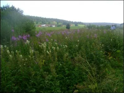 Il ne faut pas oublier nos amis les animaux domestiques qui, eux aussi, veulent leur petit déjeuner. S'agit-il de la photo 1 ou 2 ?