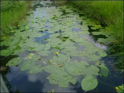Après tout cela, une bonne petite promenade au bord d… en respirant la bonne odeur de la flore. s'agit-il de la photo 1 ou 2 ?