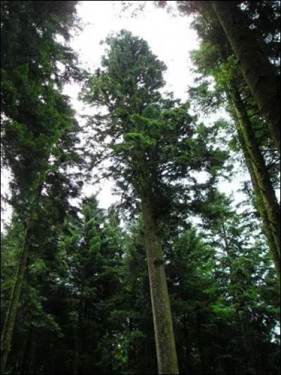 Le lendemain, promenade culturelle, rendez-vous avec un bûcheron qui nous présentera la façon de couper un arbre. Comment s'appelle cet outil que nous présente le bûcheron sur la photo n°1 ?