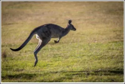 Pour que le kangourou puisse sauter, sa queue doit toucher le sol.
