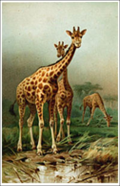 Combien mesure la langue d'une girafe ? (Elle peut d'ailleurs se laver les oreilles avec)