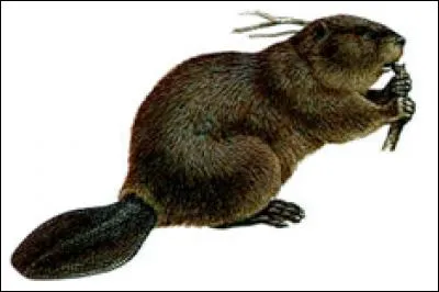 Combien de temps les castors peuvent-ils retenir leur respiration sous l'eau ?