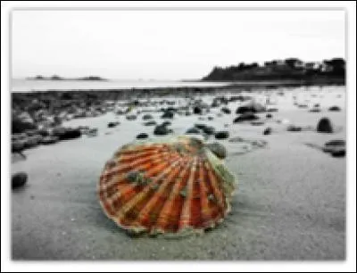 La coquille Saint-Jacques est l'animal qui possède le plus grand nombre...