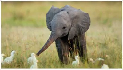 Combien de temps un éléphanteau reste-t-il dans le ventre de sa mère ?