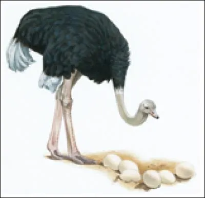 Combien mesure un uf d'autruche ?