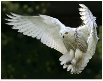 Une chouette peut faire pivoter sa tête sur...