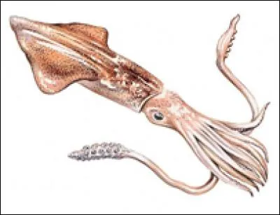 Un calmar nage à environ...