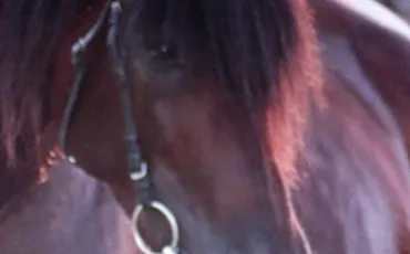 Quiz Galop 3