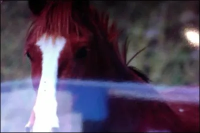 Cochez une marque en tête ?