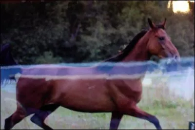 Quelle est la robe de ce cheval ?