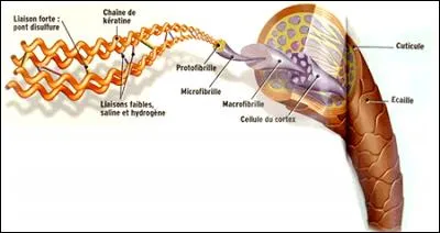 Au niveau du bulbe, grâce à quel phénomène les cellules se multiplient-elles ?