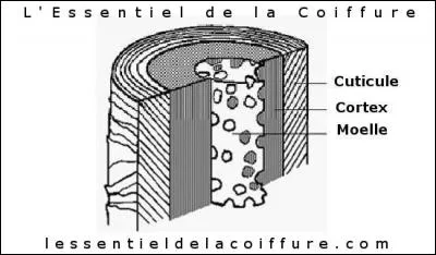 La tige pilaire est constituée de 3 couches, quelles sont-elles ?