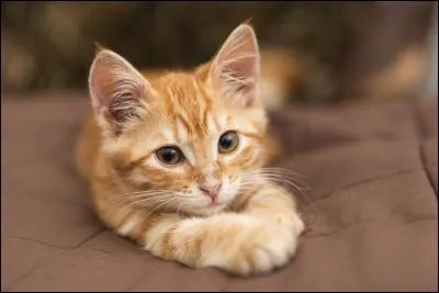 Comment s'appelle le chat qui a laissé une cicatrice à Lufy ?