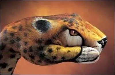 "J" comme "jaguarondi". Saurez-vous reconnaitre ce félin vivant sur le continent américain ?