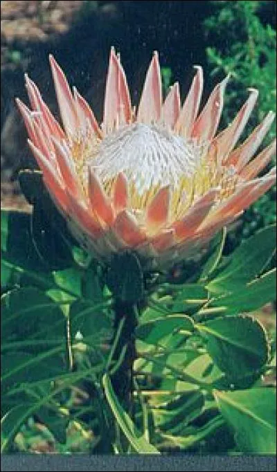 Quelle est cette fleur d'Afrique du Sud ?