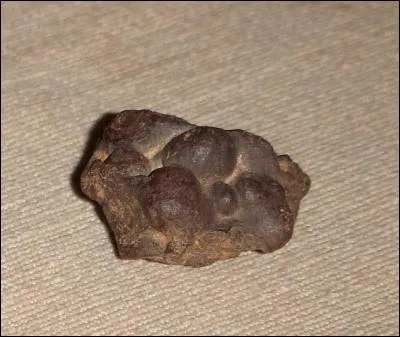 Les coprolithes sont des ... fossilisés.