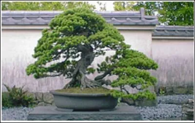 Comment se nomme cet arbre ?