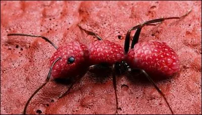 Quel est le nom de cet animal qui a été fait de framboise ?