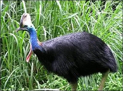 Quel est le nom de cet animal ?