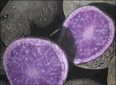 D'après vous, qu'est-ce qu'une vitelotte noire ?